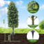 Plant-1203585820