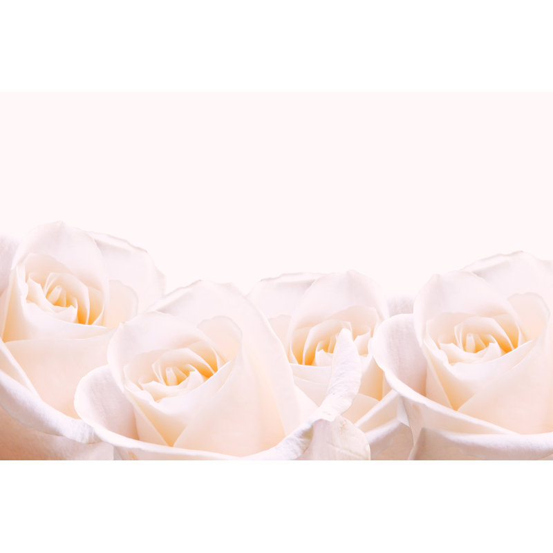 Four Pale Pink Roses 1 Piece Wrapped Canvas Wall Art, 30cm H x 46cm W