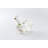 Sugar And Creamer Set with Lid