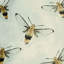 « the beyhive », impression sur toile tendue-74627283-74627284-74627285