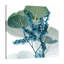 " Golden Lilly Of Eucalyptus 2 "-23604837