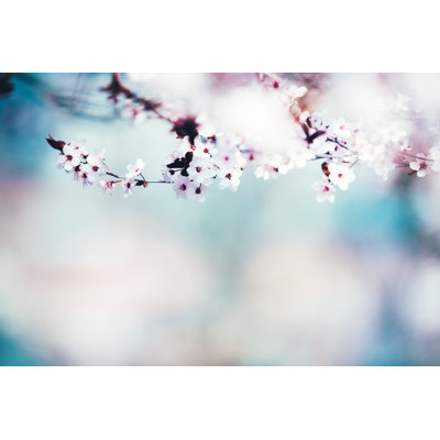 Cerisier au printemps par Borchee
