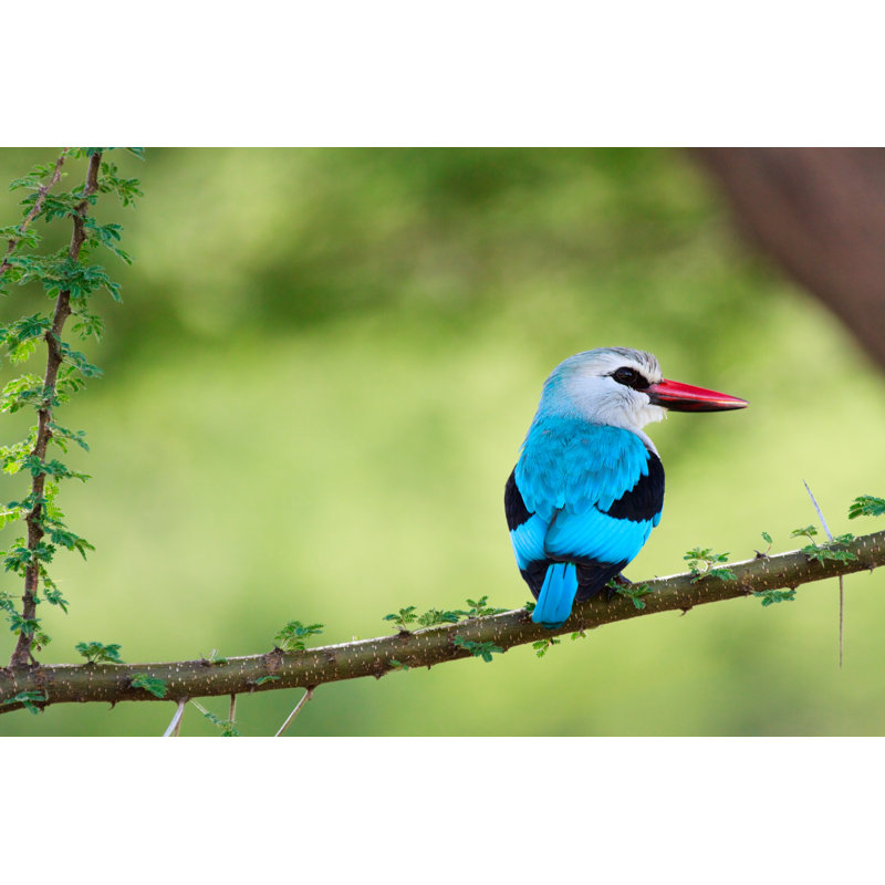 Woodland Kingfisher by Shalamov - Wrapped Canvas Print, 30cm H x 46cm W