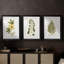 Nature Printed Botanicals douzième-257825202-257825212