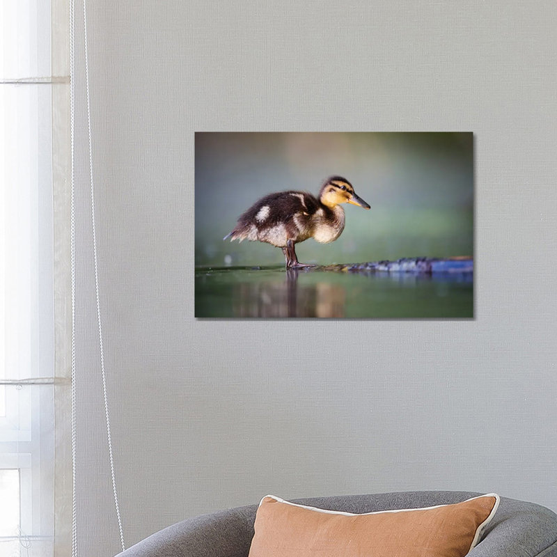 Duckling II by Mateusz Piesiak - Wrapped Canvas Print, 66.04 cm H x 45.72 cm W