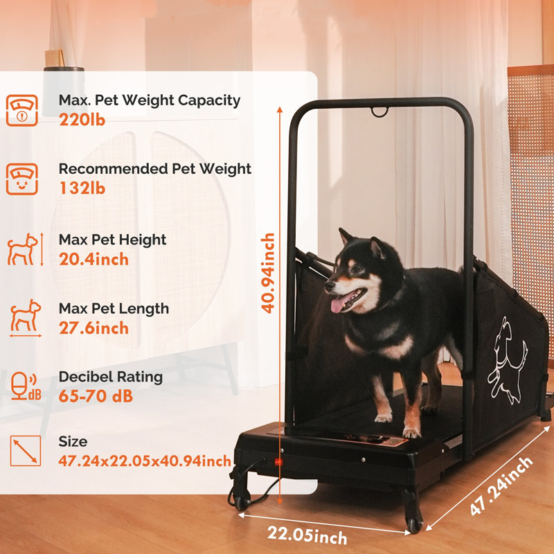Tapis roulant pour chien de taille moyenne, tapis roulant pour chien