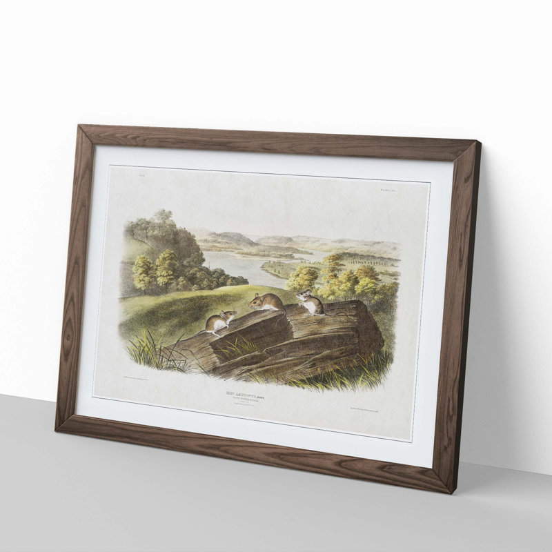 White-Footed Mice by J.W. Audubon - Picture Frame Painting Print, 36cm H x 48cm W x 2cm D, Walnut Framed