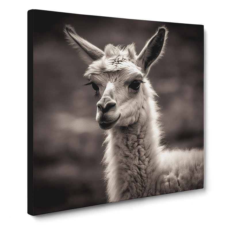 Llama Photograph - No Frame Print