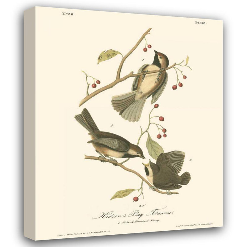 «Lark Manor» Audubon, John James Gallery, art sur toile tendue: Hudson Bay Titmouse, H 44 po x l 36 po