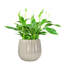 Boîte à fleurs 5,5 po en céramique, pot à fleurs en céramique, plante -114194463