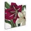 «Christmas Amaryllis I» par Jadaya, reproduction d'art sur toile tendue-20094166