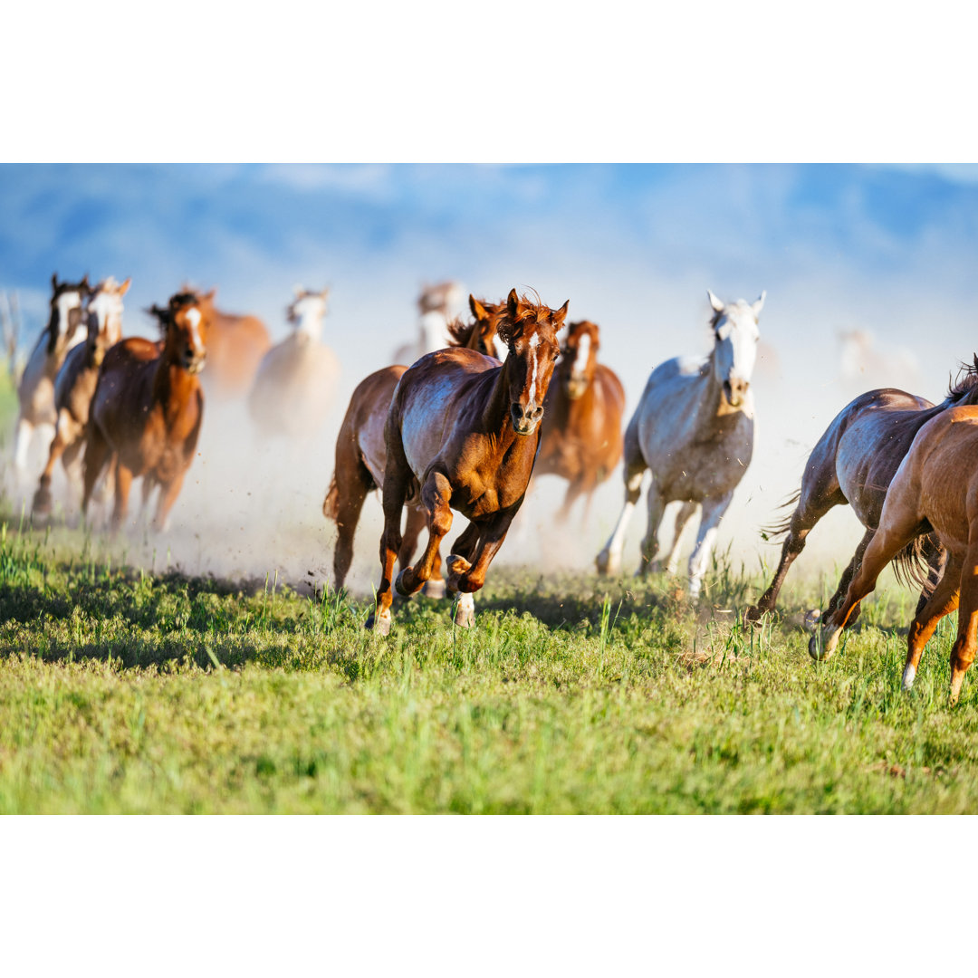 Wilde Mustang-Pferde von Drazen_ - Kunstdrucke auf Leinwand ohne Rahmen