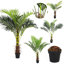 180cm Faux Plant in Nursery Pot