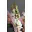 Véritable touche blanche 23 po Snapdragon-1814292123
