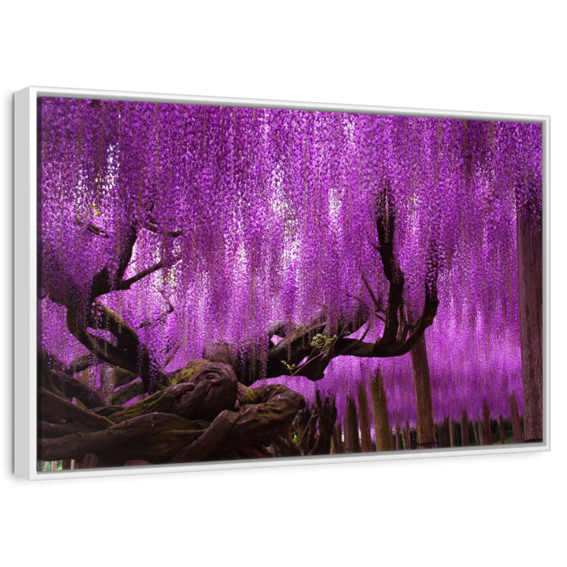 Wisteria saule, Cadre flottant blanc, 46 po x 31 po