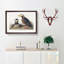 Tufted Puffin Bird by John James Audubon - Framed Print-55615173-55615178