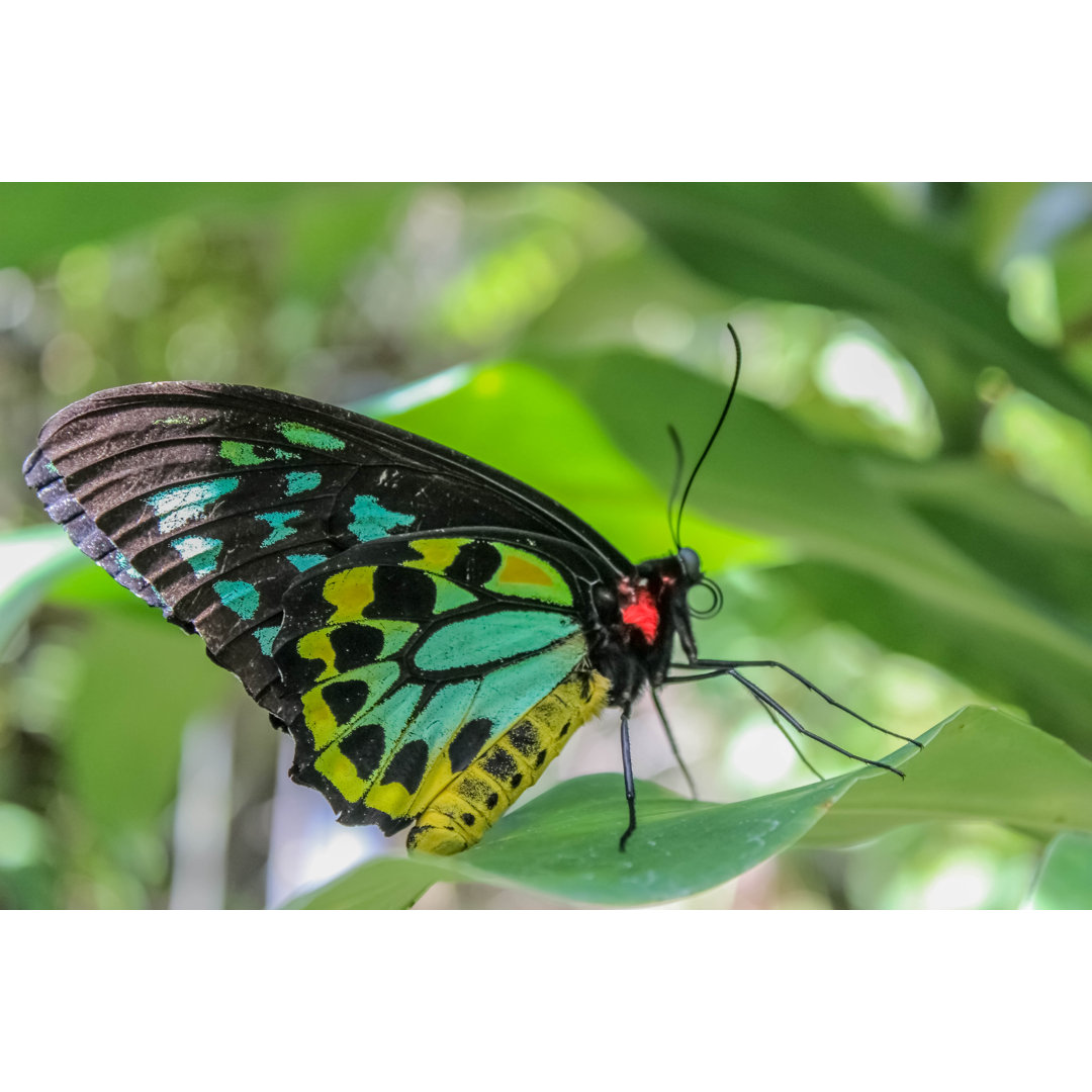 Schmetterling - Foto ohne Rahmen auf Leinwand