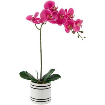 Orchid Arrangement in Pot