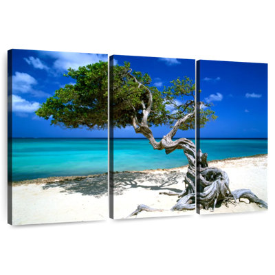 Divi Divi Tree Aruba Lesser Antilles