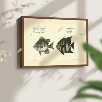 «Bloch Antique Fish II», reproduction encadrée
