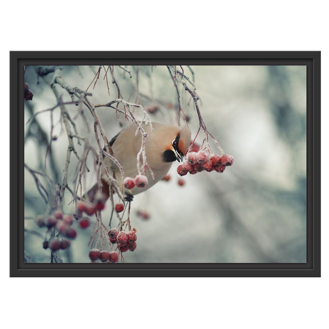 Gerahmtes Wandbild Kleiner VogelVogelbeerbaum