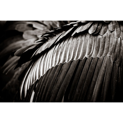 Feather Background - Wrapped Canvas Print