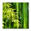Bamboo Zen Print-46471862-46471864