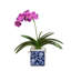 Vanda Orchid In A Square Pot