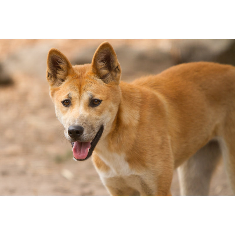 Dingo Pup 503982272, 30cm H x 46cm W