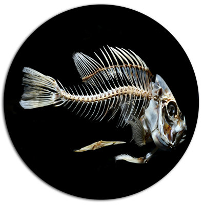 " Fish Skeleton Bone On Black "