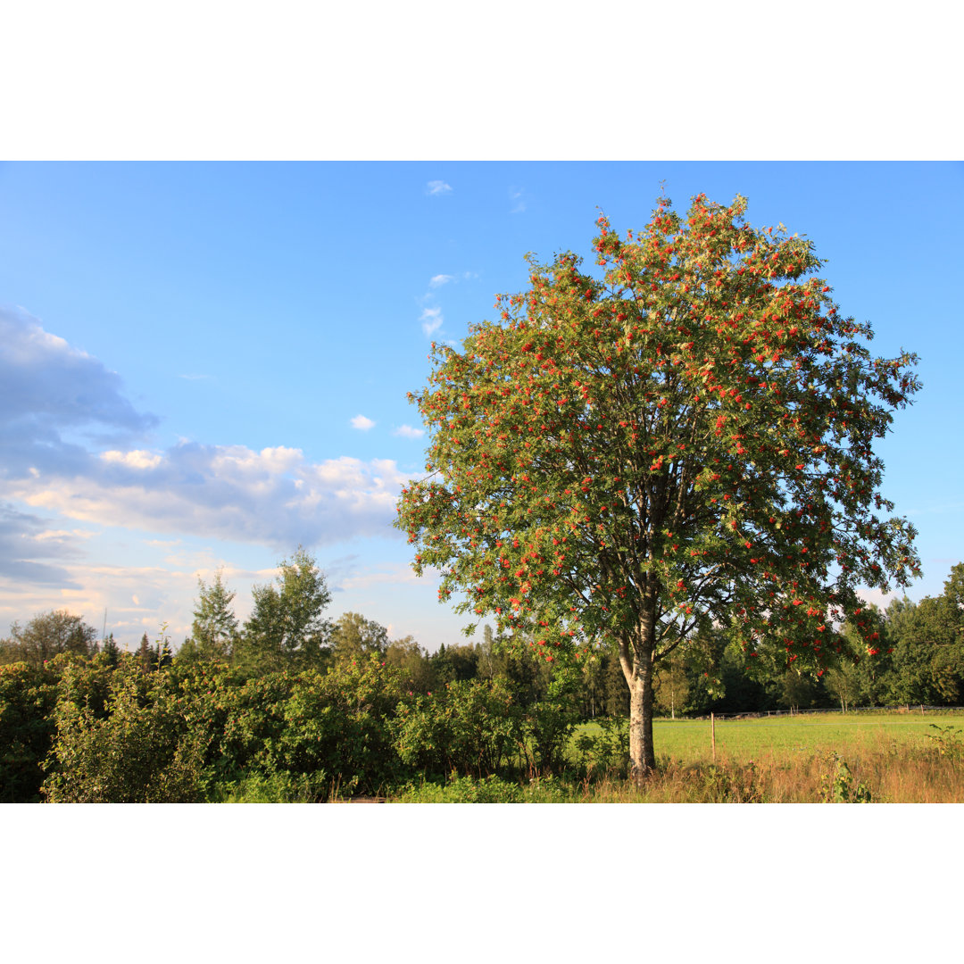 Vogelbeerbaum im schönen ländlichen Schweden