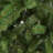 Norway Hinged Tree With 3655 Tips,Dia:72-103718442