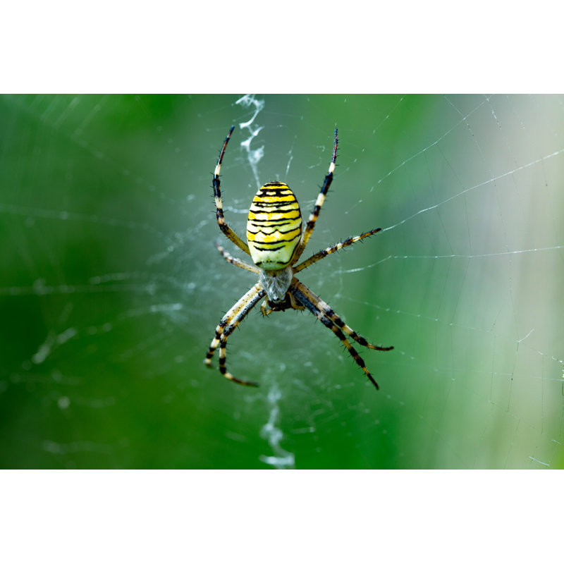 Photographie de toile d'araignée Emerleigh, H 8 po x l 12 po