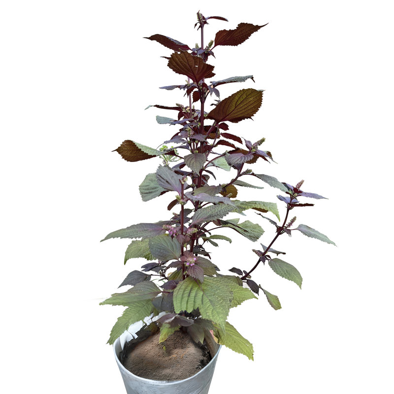 Primrue Live Foliage Plant