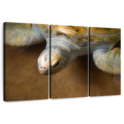 Brampt Stunning Turtle