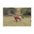 Bolog Bob Langrish Red Hartebeest Canvas Art-104136541