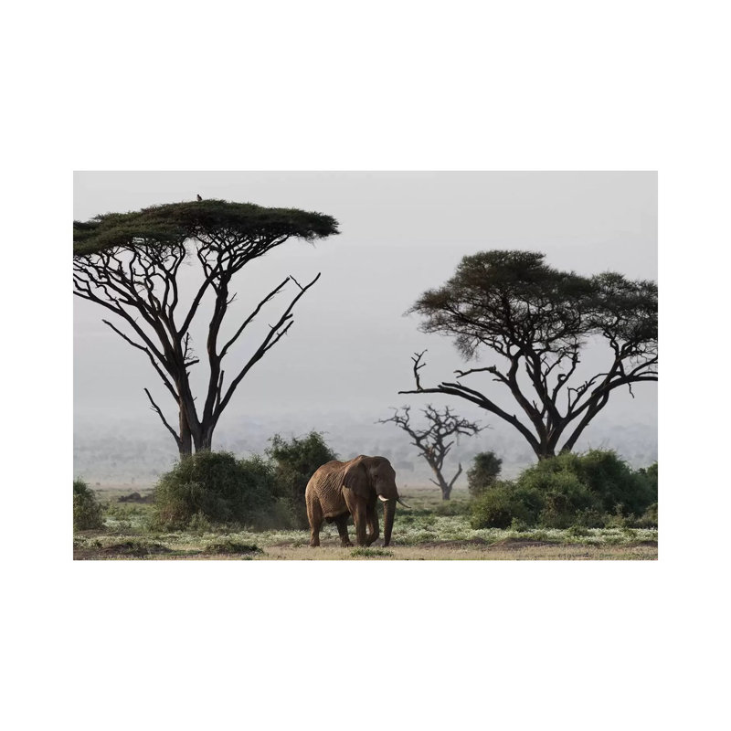 Africa, Kenya, Amboseli National Park. Elephant And Umbrella Thorn Acacia Trees. - Wrapped Canvas Print