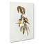 Yellow-Bellied Flycatcher Birds by Elizabeth Gould - Wrapped Canvas-55320096