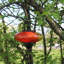 Lanterne solaire conique Echo Valley Illuminating Red Burst 9 x 9-116624707