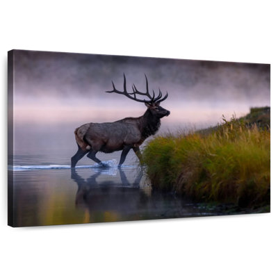 Wapiti dans l'eau
