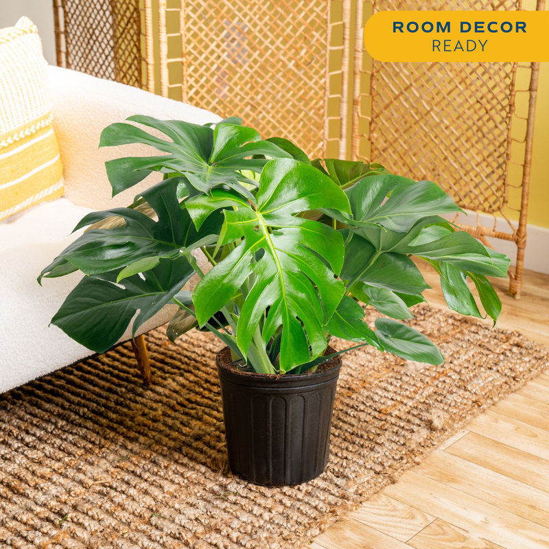 Costa Farms Indoor Philodendron Monstera Deliciosa House Plant in 10-inch Nursery Pot
