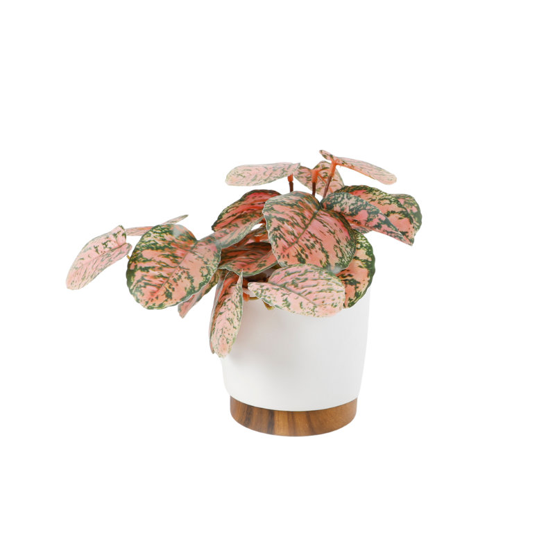 Plante traînante en céramique 4,25 po 4,25 * 4,25 * 4,25