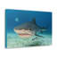 Art mural majestueux requin tigre-229820238