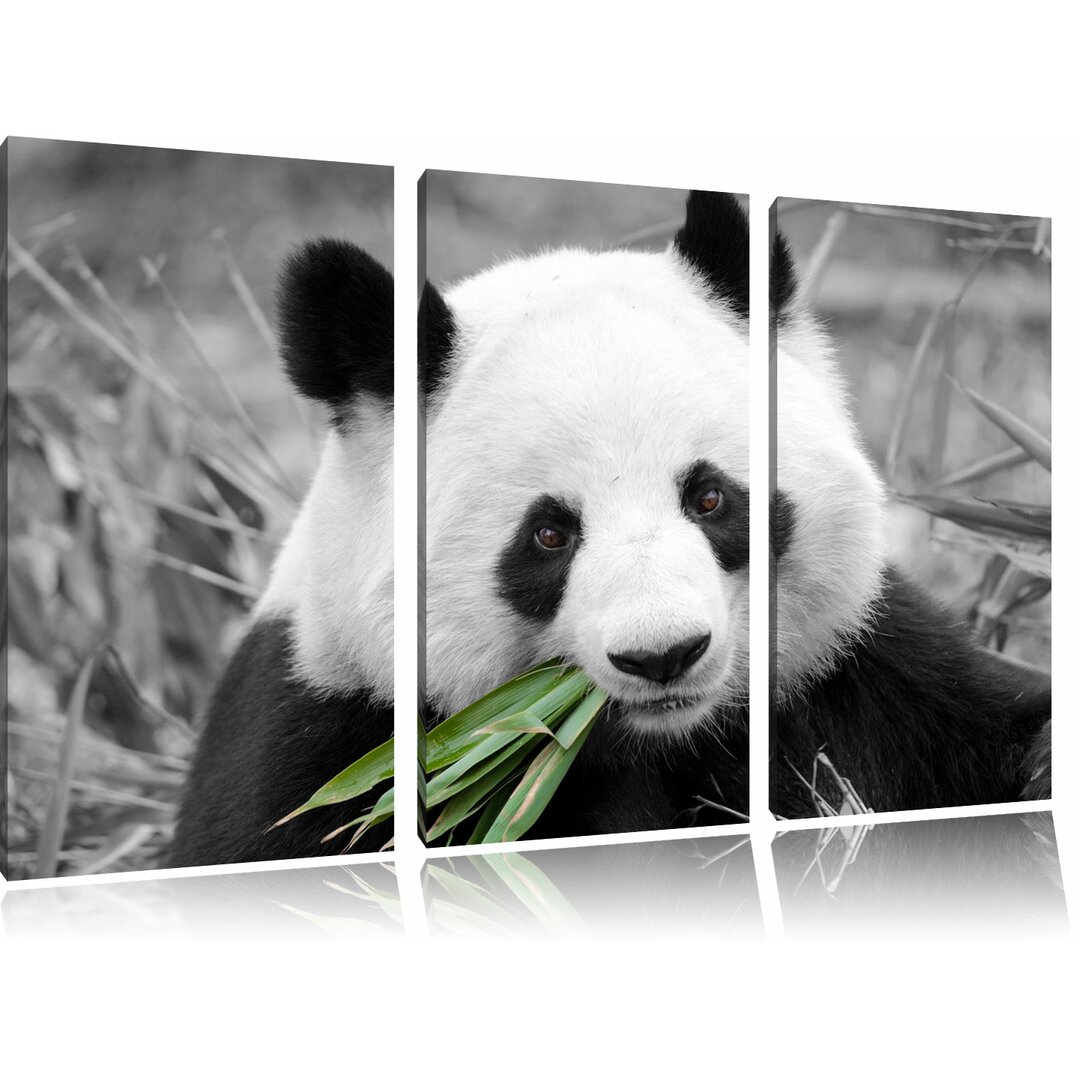 3-tlg. Leinwandbilder-Set „Kuscheliger Panda frisst Bambus", Fotodruck