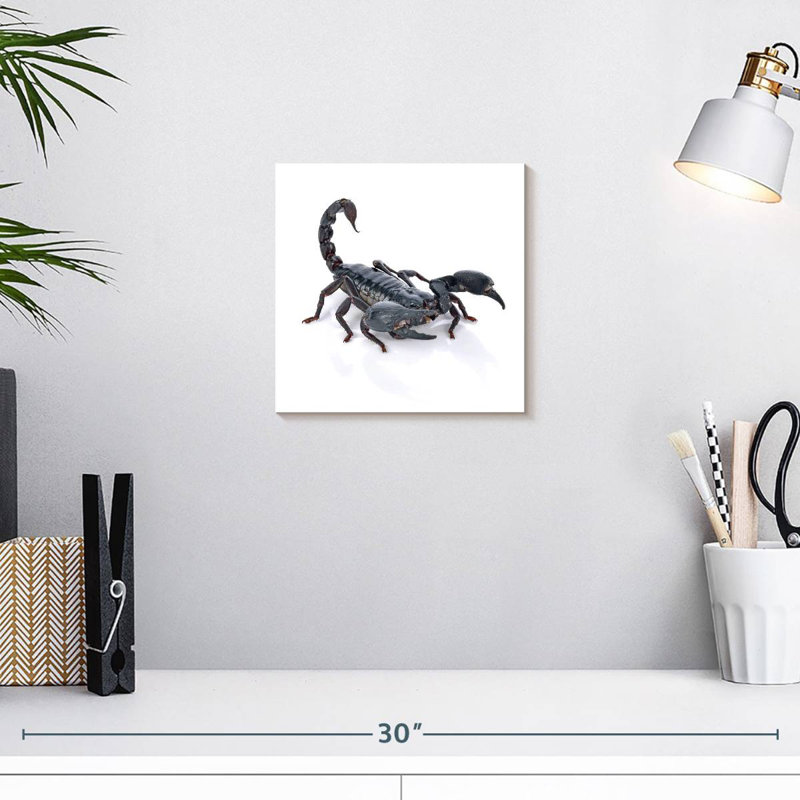 Crowle Emperor Scorpion, H 10 po x l 10 po