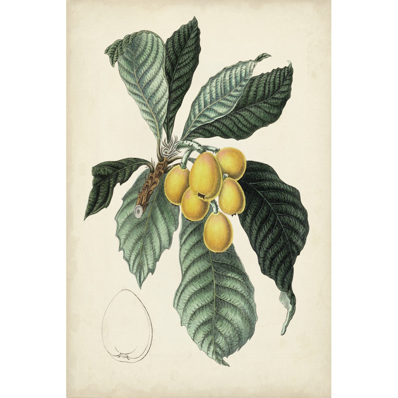 Antique Foliage and Fruit VI by Vision Studio - Wrapped Canvas Painting, 122 cm H x 81 cm W, Wrapped Canvas