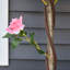Charleston 90cm Plant-55937756