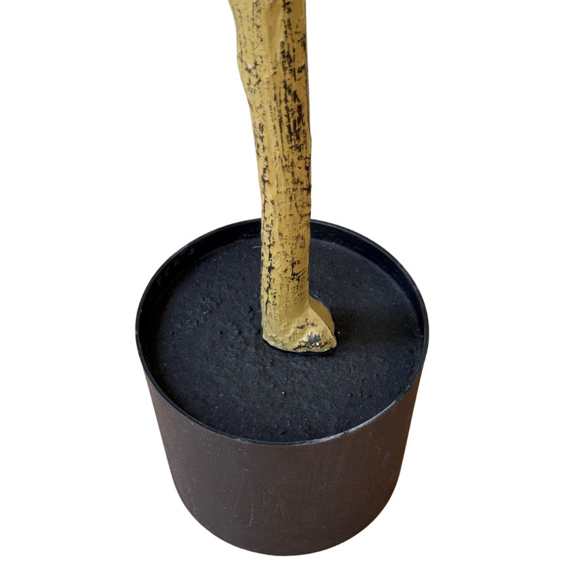 Andaiye 100cm Plant in Pot