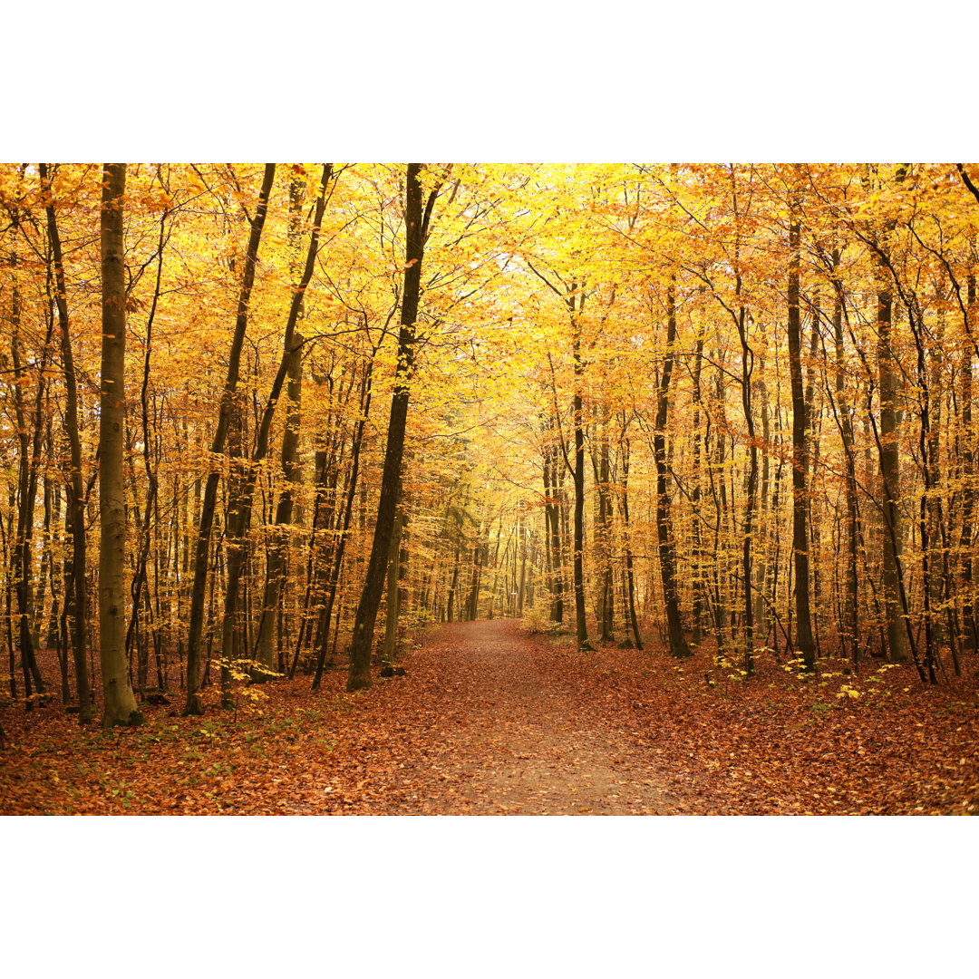 Ein Wald im Herbst von GeorgHanf - Kunstdrucke auf Leinwand