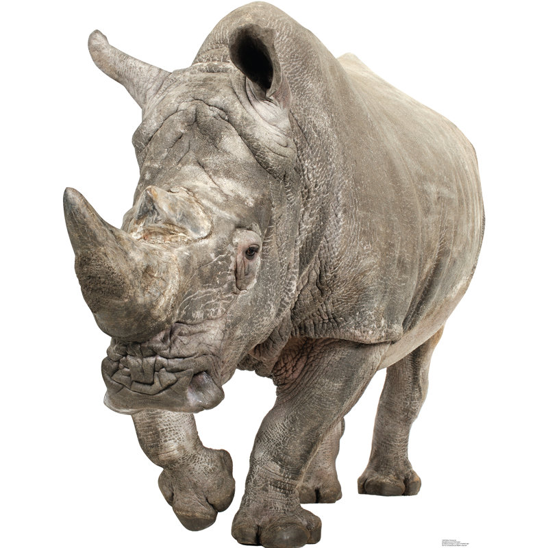 Life-size White Rhinoceros Cardboard Standup with Photographic Image